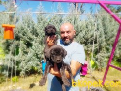 CANE CORSO YAVRULAR 4