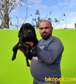 CANE CORSO YAVRULAR 2