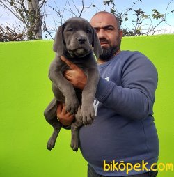 CANE CORSO YAVRULAR 3