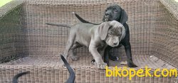 CANE CORSO YAVRULAR 4