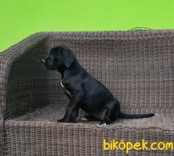 CANE CORSO YAVRULAR 1