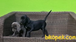 CANE CORSO YAVRULAR 5