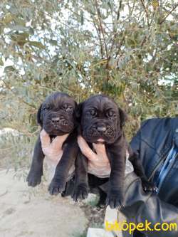 Cane Corso Yavrular 2