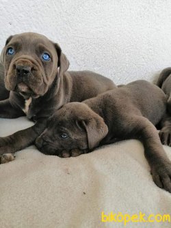 CANE CORSO YAVRULARI 2