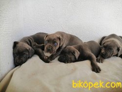 CANE CORSO YAVRULARI 1