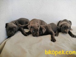 CANE CORSO YAVRULARI 3