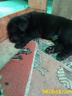 CANE CORSO YAVRULARI 3