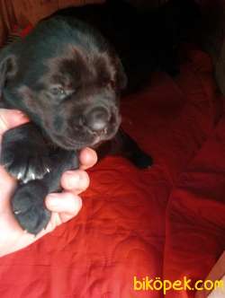 CANE CORSO YAVRULARI 2