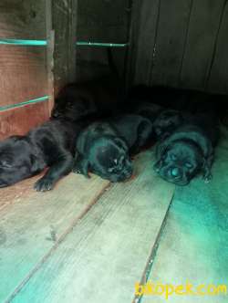 CANE CORSO YAVRULARI 5