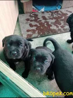 CANE CORSO YAVRULARI 1