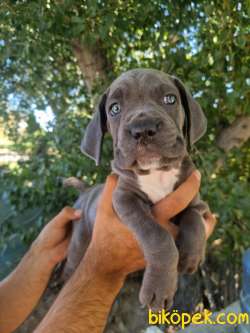 CANE CORSO YAVRULARI 2