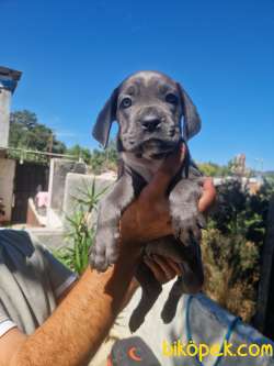 CANE CORSO YAVRULARI 3