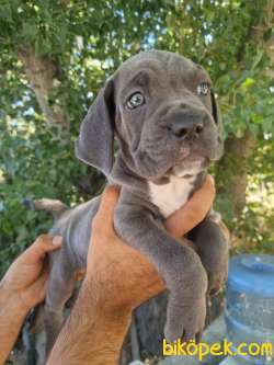 CANE CORSO YAVRULARI 1
