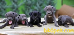 CANE CORSO YAVRULARIMIZ 1
