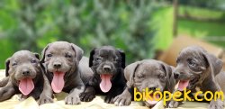 CANE CORSO YAVRULARIMIZ 3
