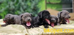CANE CORSO YAVRULARIMIZ 4
