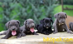 CANE CORSO YAVRULARIMIZ 5