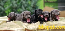 CANE CORSO YAVRULARIMIZ 2