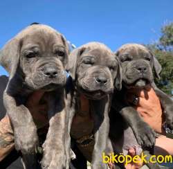 Cane Corso Yavrularımız Eviniz Neşesi Olacaktır 3