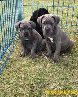 Cane Corso Yavrularımız Eviniz Neşesi Olacaktır