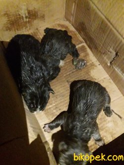 Cane Corso Yeni Doğan Yavrular 2