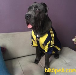 Cane Corso Yeni Doğan Yavrular 3