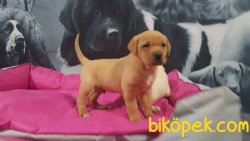 CARAMEL LABRADOR RETRIEVER YAVRULARIMIZ 3