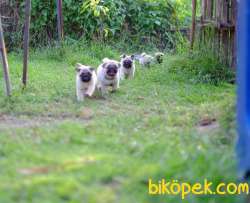 CARLİNO PUG MOPS YAVRULARIM 2
