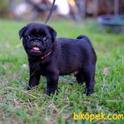 CARLİNO PUG MOPS YAVRULARIM 1