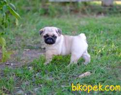 CARLİNO PUG MOPS YAVRULARIM 3