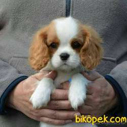 Cavalie King Charles Spaniel Yavrularımız Eviniz Neşesi Olacaktır 4