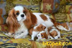 Cavalie King Charles Spaniel Yavrularımız Eviniz Neşesi Olacaktır 2