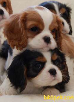 Cavalie King Charles Spaniel Yavrularımız Eviniz Neşesi Olacaktır 2