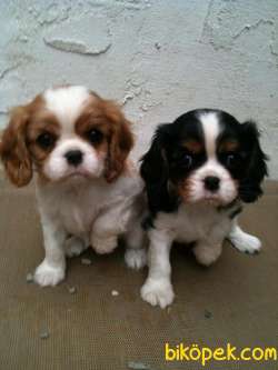 Cavalie King Charles Spaniel Yavrularımız Eviniz Neşesi Olacaktır