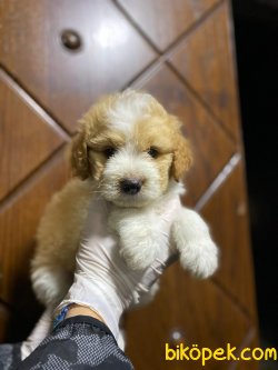 Cavalier Bebeklerimiz 3
