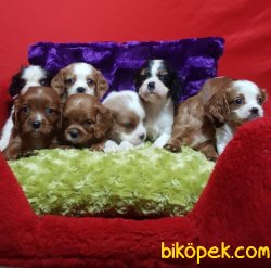 Cavalier Çok Sevimli Yavrularım 4