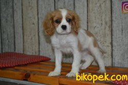 CAVALİER KİNG CHARLES 2