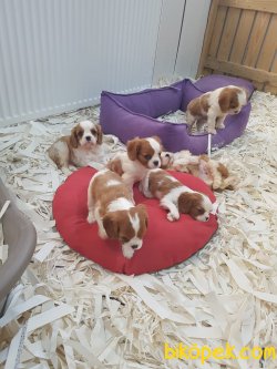 CAVALİER KING CHARLES 4