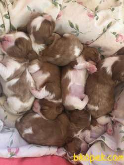 Cavalier King Charles 3