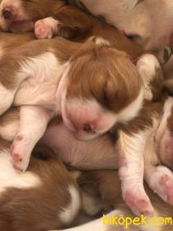 Cavalier King Charles 1