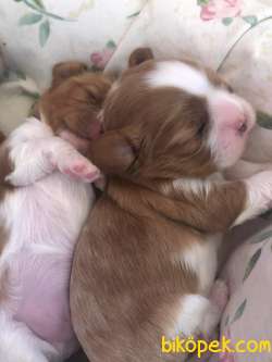 Cavalier King Charles 2
