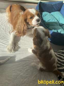 Cavalier King Charles 3