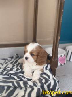 Cavalier King Charles 2