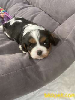 Cavalier King Charles 5