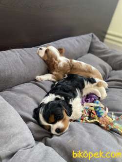 Cavalier King Charles 4