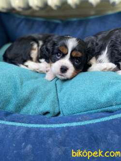 Cavalier King Charles 1