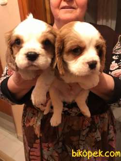 CAVALİER KING CHARLES 3