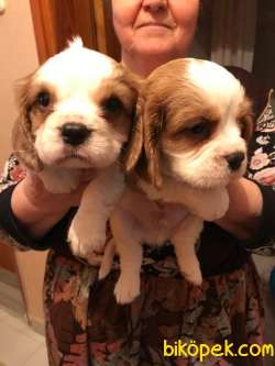 CAVALİER KING CHARLES 2