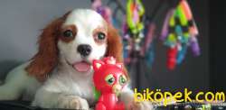 Cavalier King Charles 1