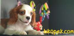 Cavalier King Charles 3